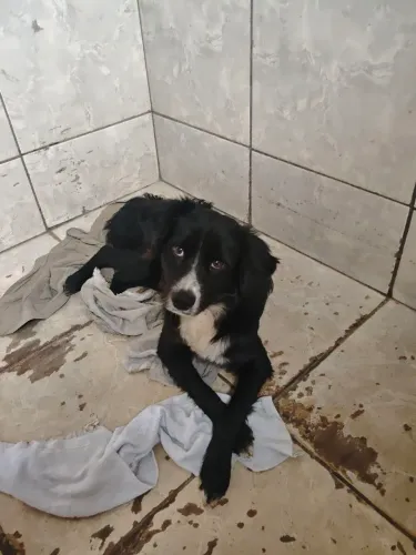Cachorro perdido 