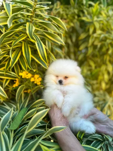 Spitz encantador macho