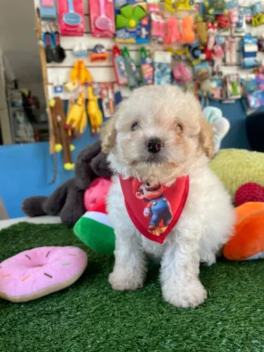 Poodle machinho um príncipe disponível