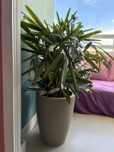2 plantas rafia lindas para doação