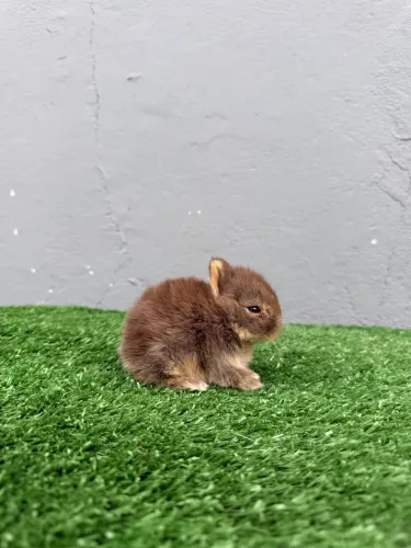 Coelho anão de netherland dwarf 