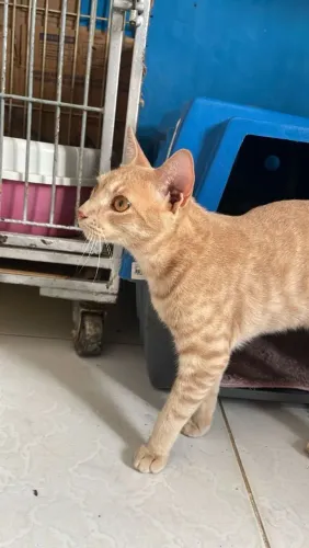 Gato laranja macho castrado Adoção