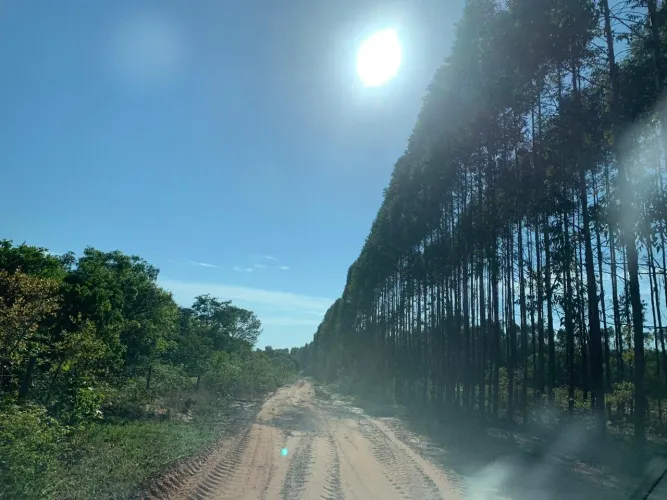 FAZENDA COM EUCALIPTO A VENDA EM MINAS GERAIS - MG ?? - localizada em Brasilândia-MG * Áre