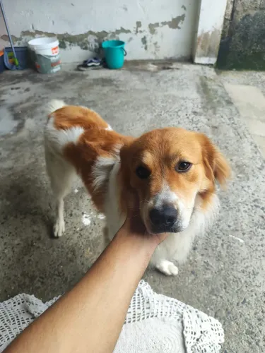DOA-SE BORDIE COLLIE