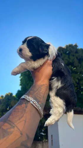 Lhasa Apso filhote