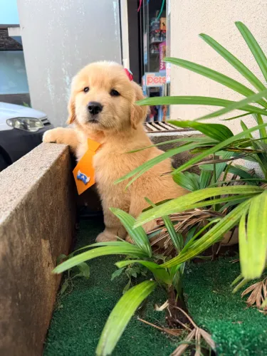 Filhotes de Golden Retriever