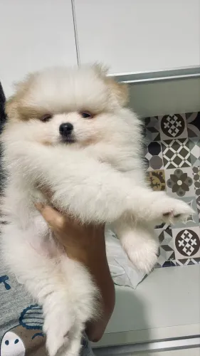 Filhote Lulu da pomerania (spitz alemão)