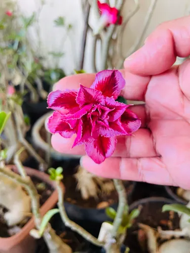 rosas | a partir de 25 R$