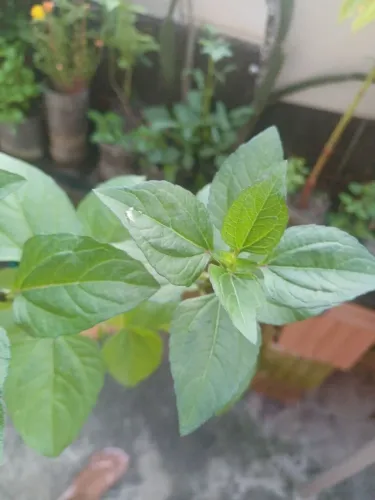 Plantas e mudas de Espinafre