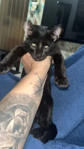 Gato para adoção responsável 