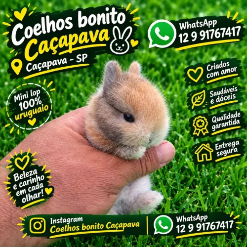 Coelho anão harlequim Coelhinho  bem pequenino 