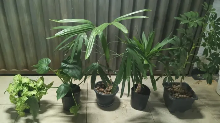 Desapego de combo de plantas