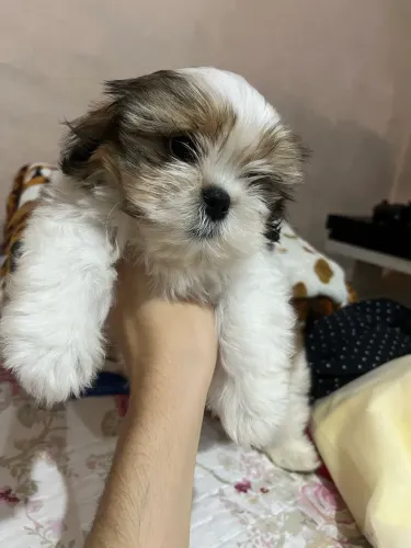 Filhote Shih Tzu Fêmea