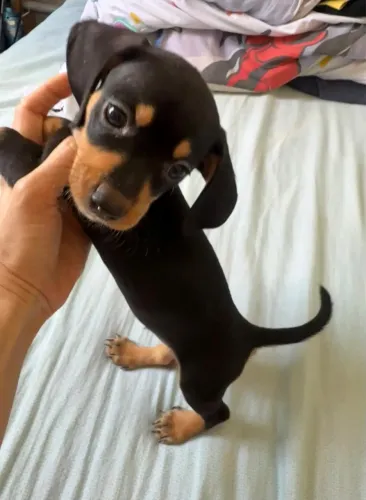 Salsichinha mini black Tan