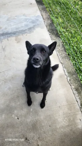 Doação Pastor Belga Malinois viralata