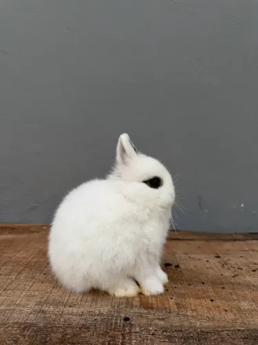 Coelho anão de netherland dwarf 