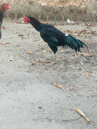 Vende-se frango carioca