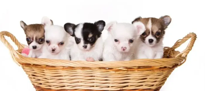Vendo filhotes de chihuahua com Pedigree , saudáveis e criados com amor. Contato para foto