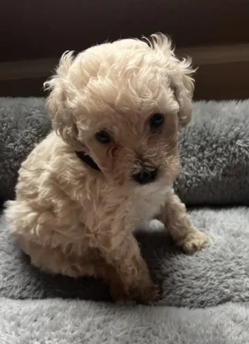 Poodle - Muito carinho reunido em pequenos companheiros