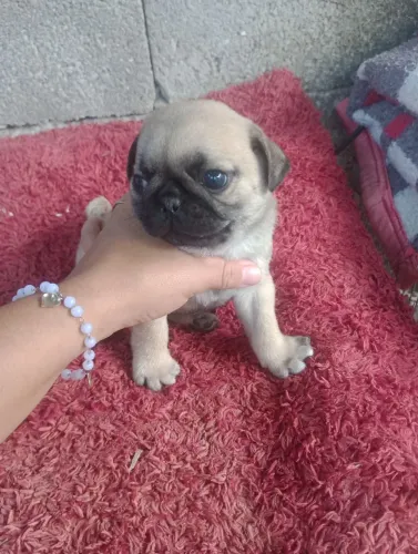 Raça pug puríssima 1.200 preço negociável 