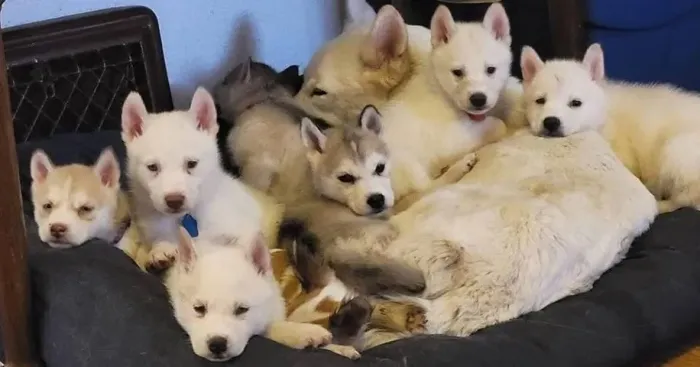 Filhotes de Husky Siberiano | Filhotes de cachorro encantam pessoas de todas as idades.