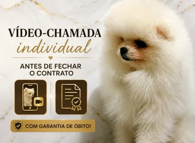 Spitz Alemao Anao Lindos Filhotes Com Pedigree Oficial