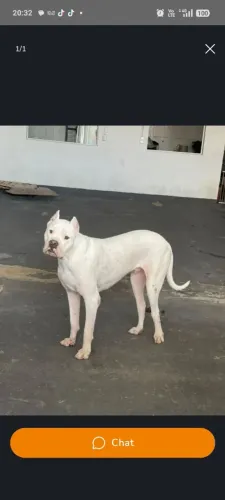 Cachorro dogo argentino