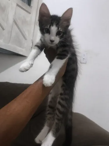gato macho com 2 meses