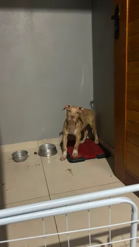 Vendo Pit monster