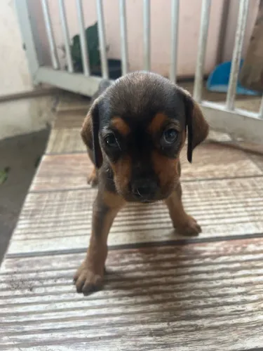 Filhote Cachorro .