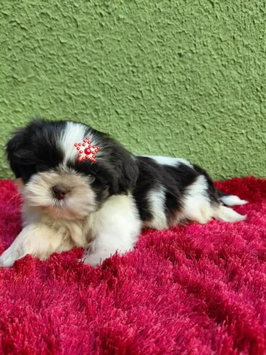Filhote de Shih-tzu macho fígado
