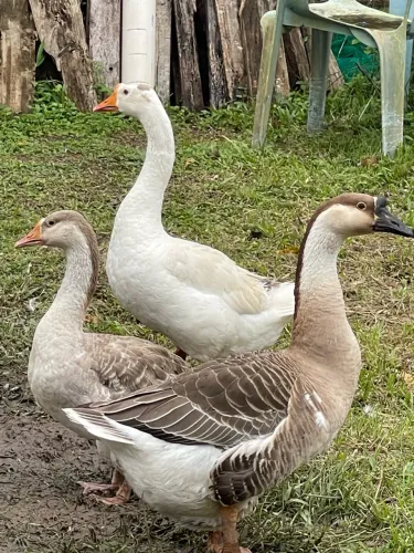 Animais agro