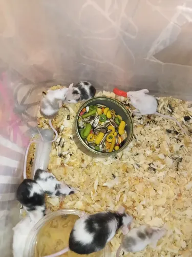 Vendo rato na compra de 2 leva 1 de graça 