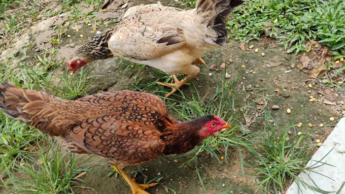 Vende-se galinha botadeira