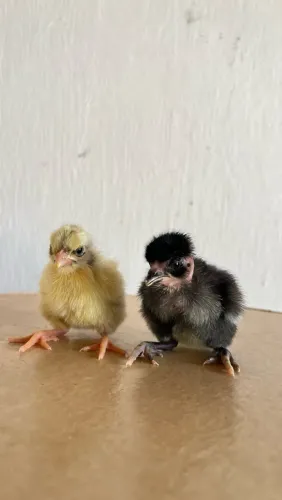 Vendo Pintinhos de galinhas poedeiras, de 1 a 10 dias!!