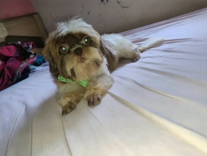 Vendo Shitzu macho 2 ano 