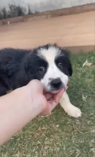 Border collie fêmea