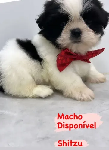 Shutss macho disponível