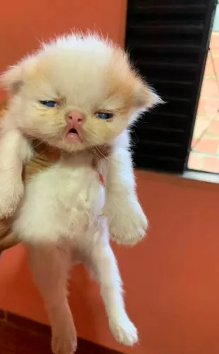 Gato Persa