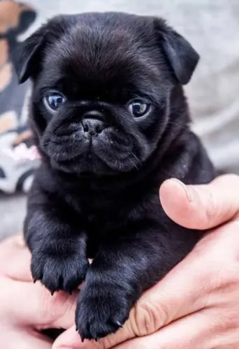 Filhote Pug preto