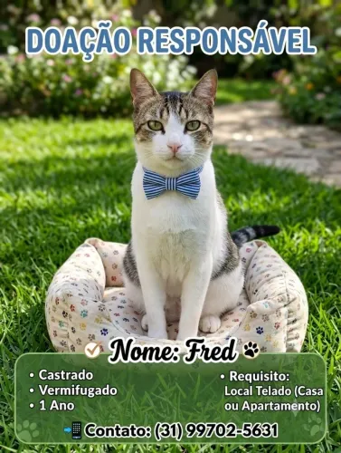 Doação de gato castrado local telado