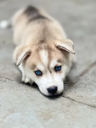 Vendo filhote husky siberiano