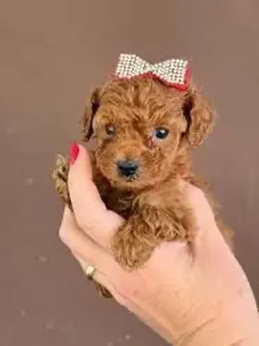 Poodle com marron escuro red