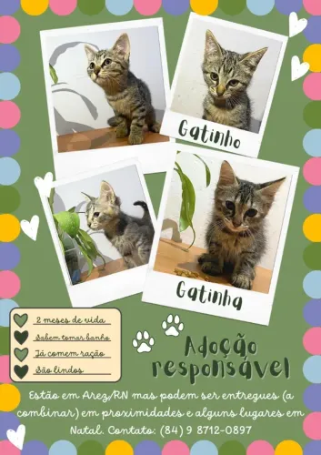 Gatos para adoção responsável