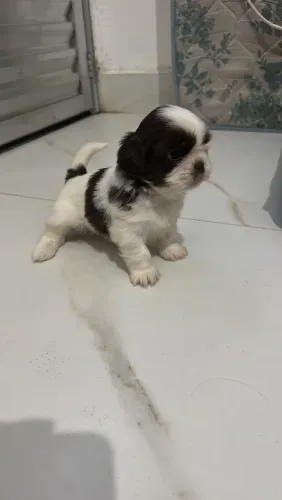 Shitzu