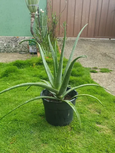 Muda de Babosa - Aloe Vera