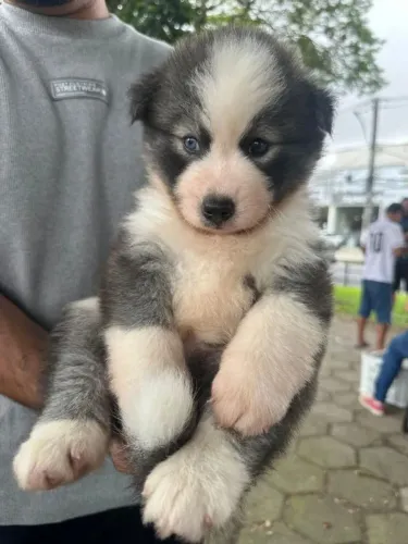 Husky siberiano Uma fofura assim merece um lar especial