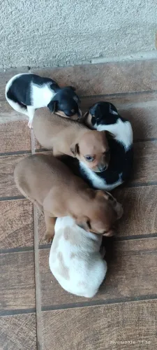 Filhotes de Pincher