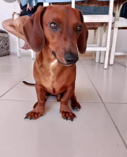 Procura uma namorada 