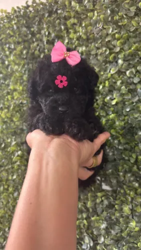 Poodle TOY macho e fêmea